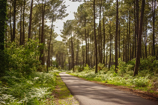 Een fietspad door de bossen in Les Landes aan de Atlantische Kust van Frankrijk.