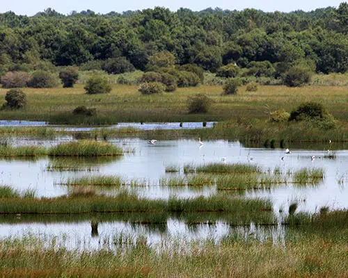 Der Etang de Cousseau