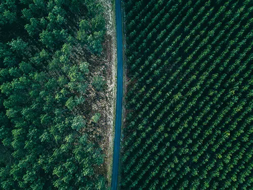 Luchtfoto van het bos Forêt Landaise aan de Atlantische Kust in Frankrijk.
