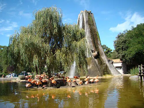 Flamingo's staan voor een boom en een rots in de dierentuin La Palmyre.