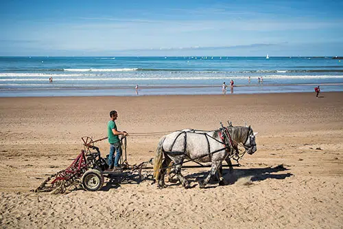 Pferde reinigen den Strand von Saint-Gilles-Croix-de-Vie