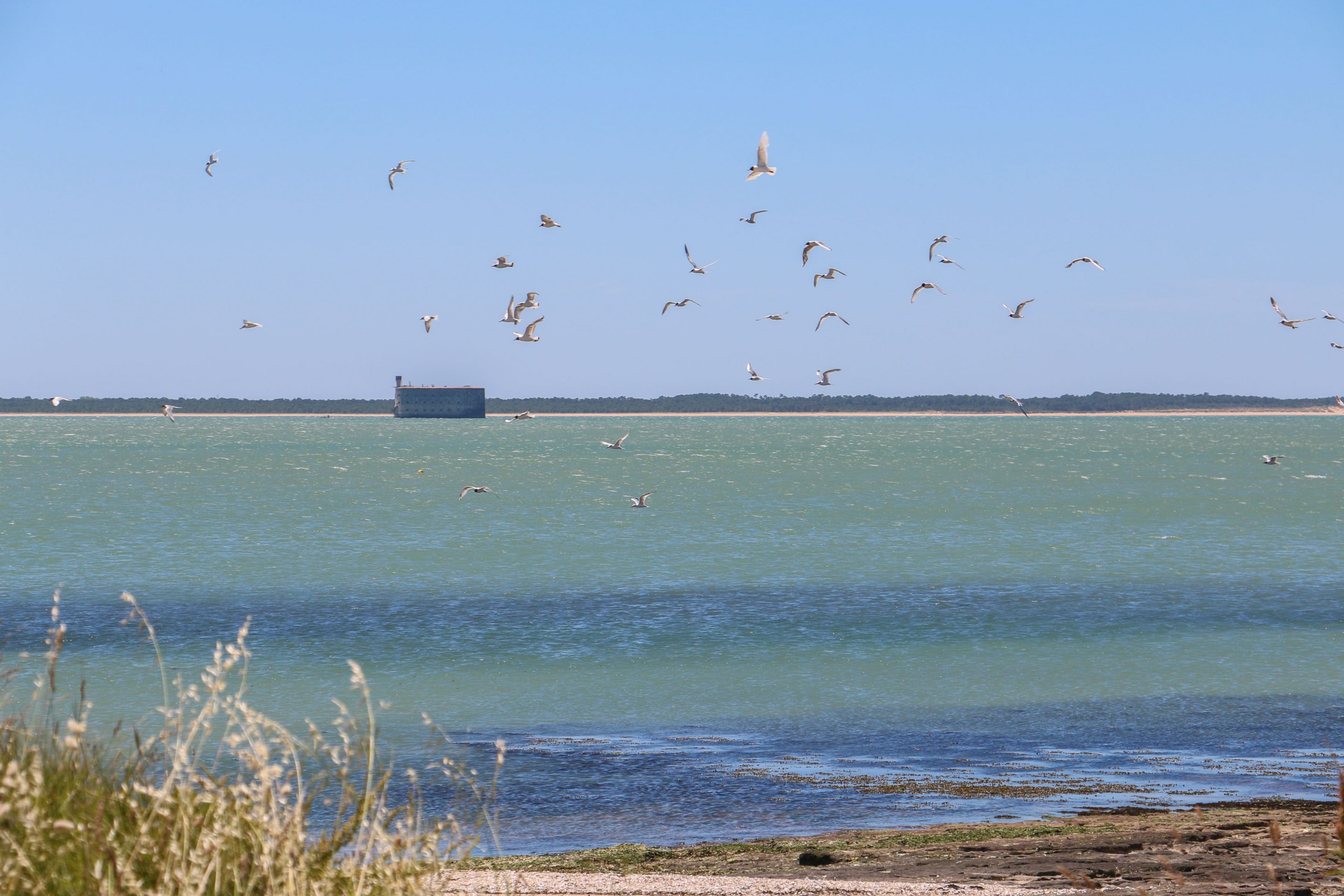 Fort Boyard Nature -Oiseau  